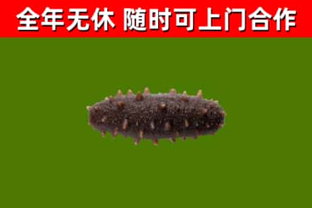 南山回收海参干